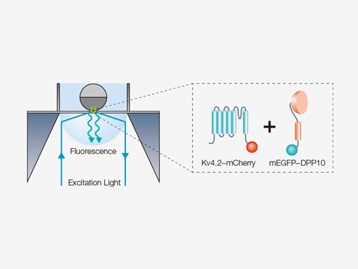 Schematic illustration of subunit counting of a transmembrane ion channel complex using single–molecule fluorescence imaging